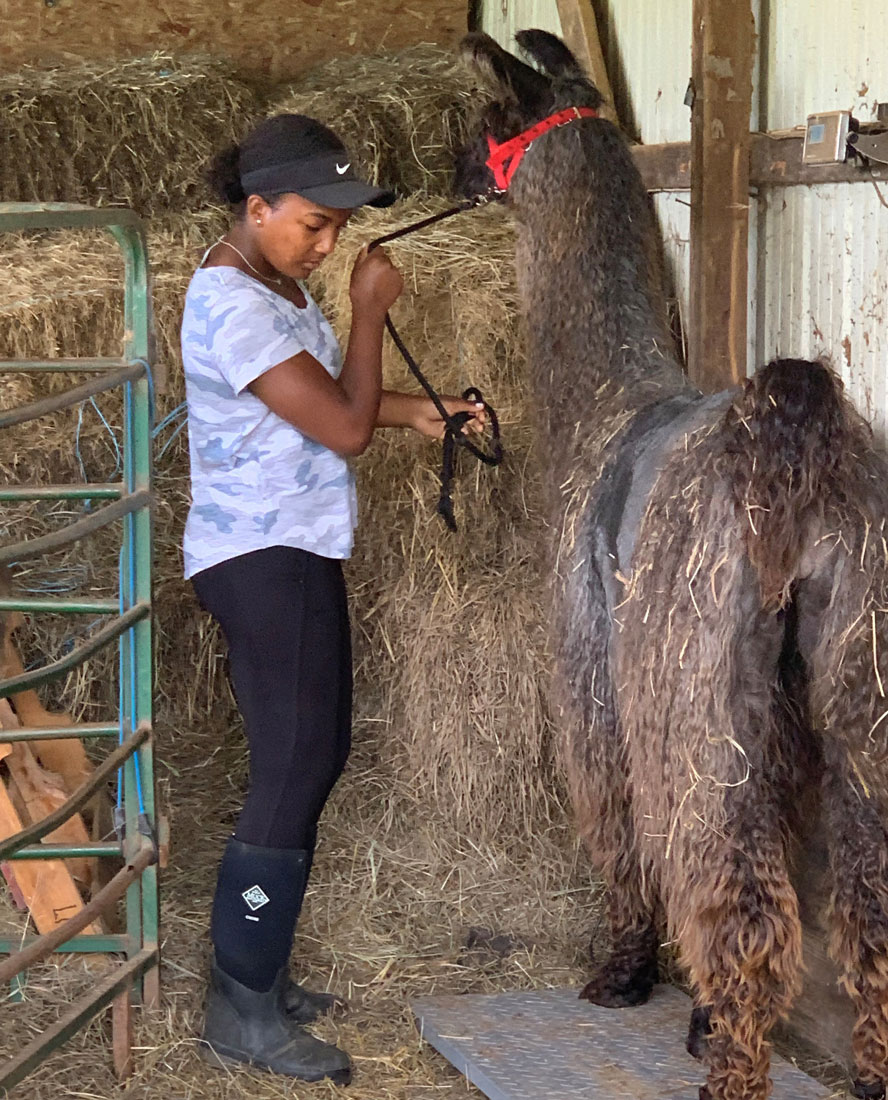 working with a llama at the Double 8 Alpaca & Llama Ranch