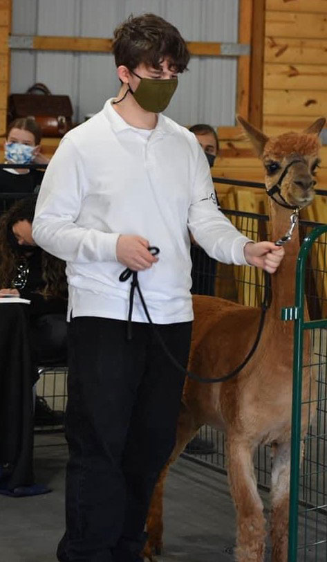 showing alpacas at the Double 8 Alpaca & Llama Ranch