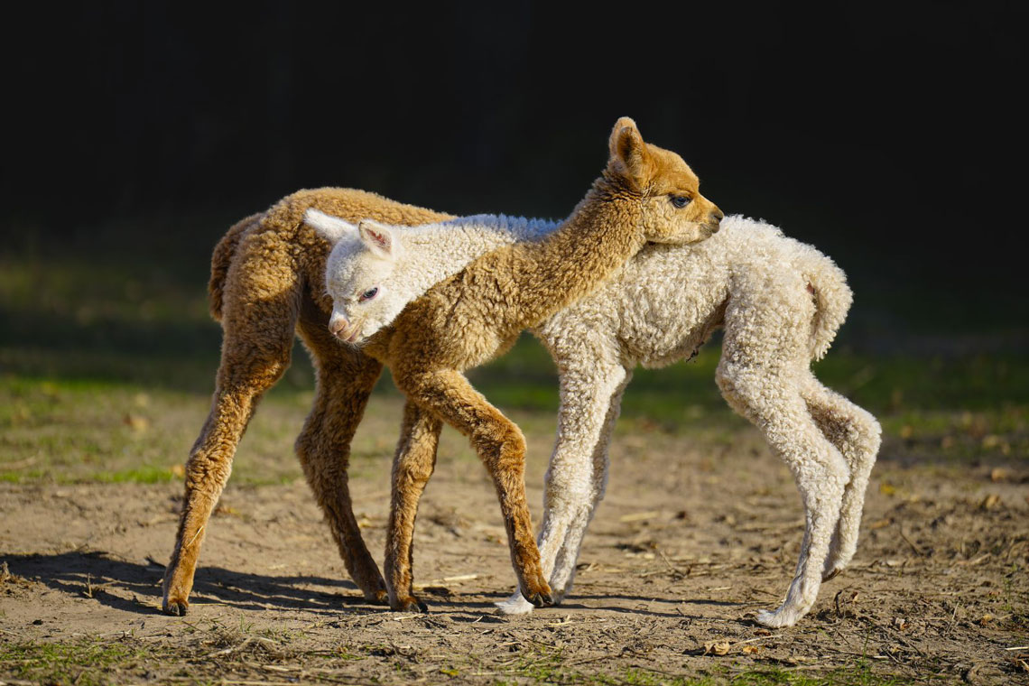 A couple of our 2023 crias