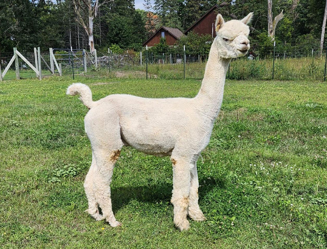 Snowmass Leader of Legends