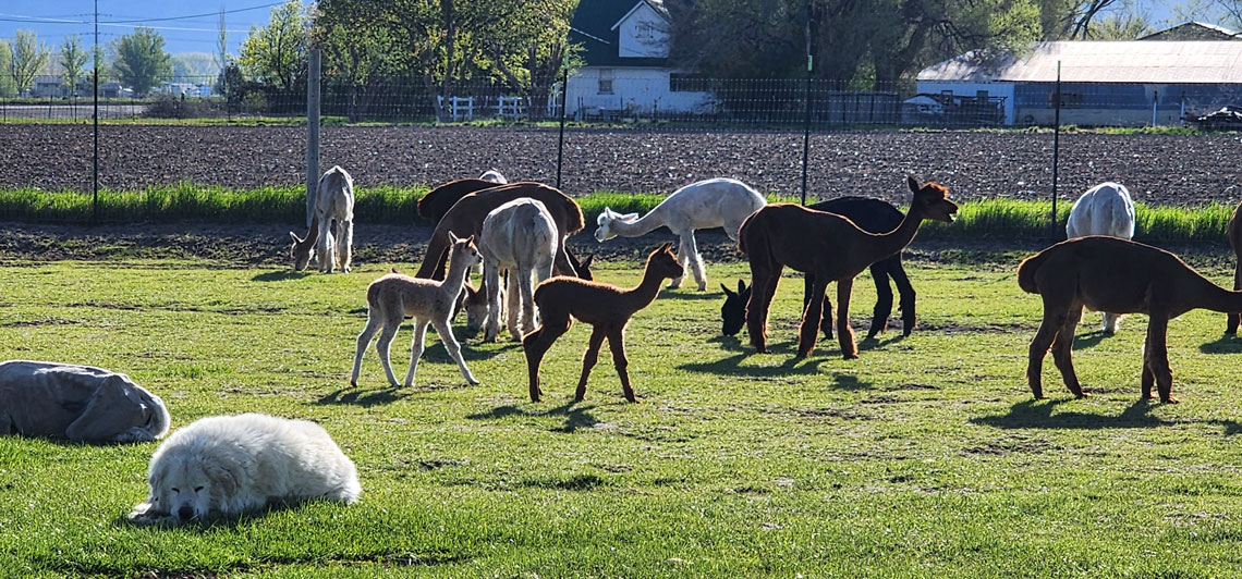 Moms and Baby Alpacas