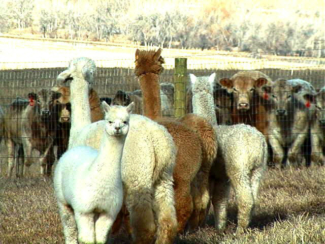 EZid Livestock Identification