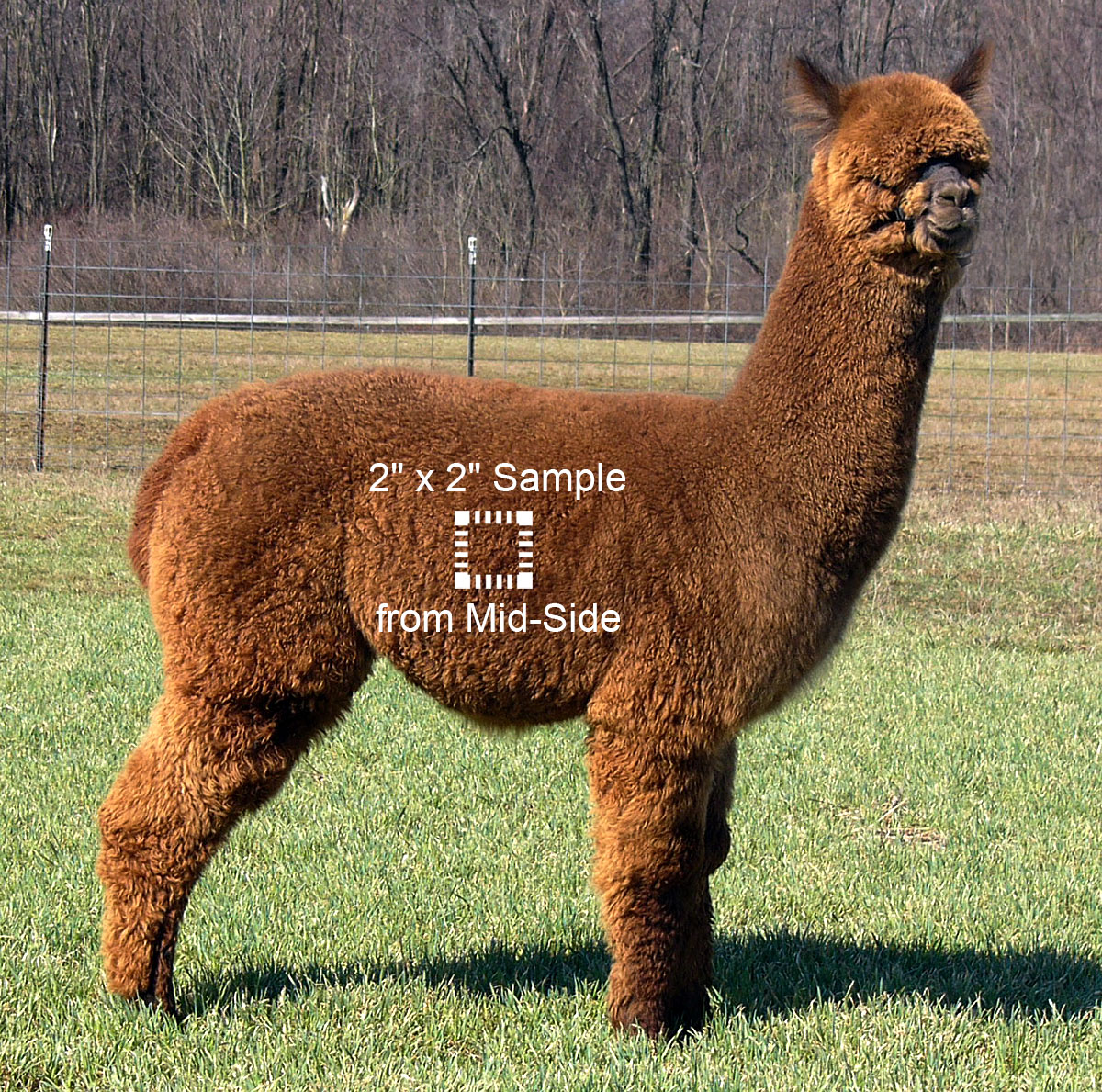 2 by 2 fleece sample