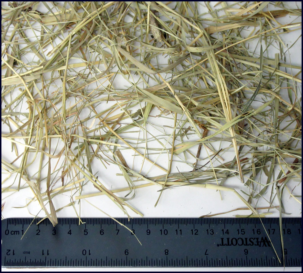 Grass hay sample B used in forage quality comparison, visually similar to sample A but analyzed with different nutrient values.
