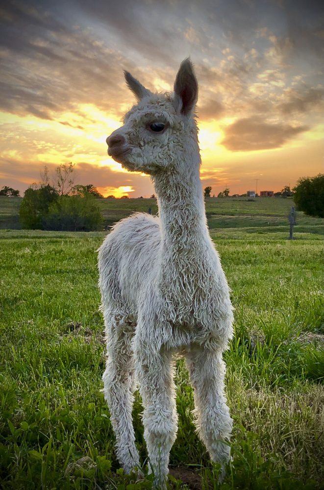 Soaking in the Sunset.