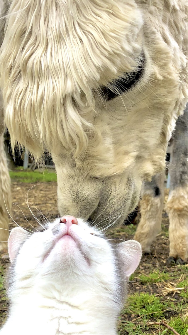 Fuzzy Friends Forever