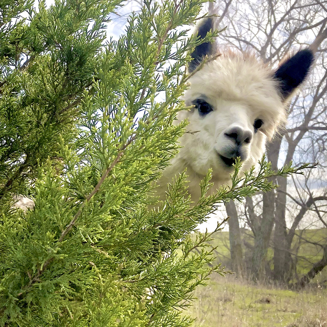 Did Someone Say ‘Grain?’