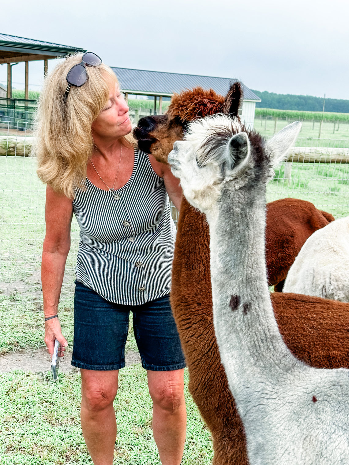 alpaca tours events family fun