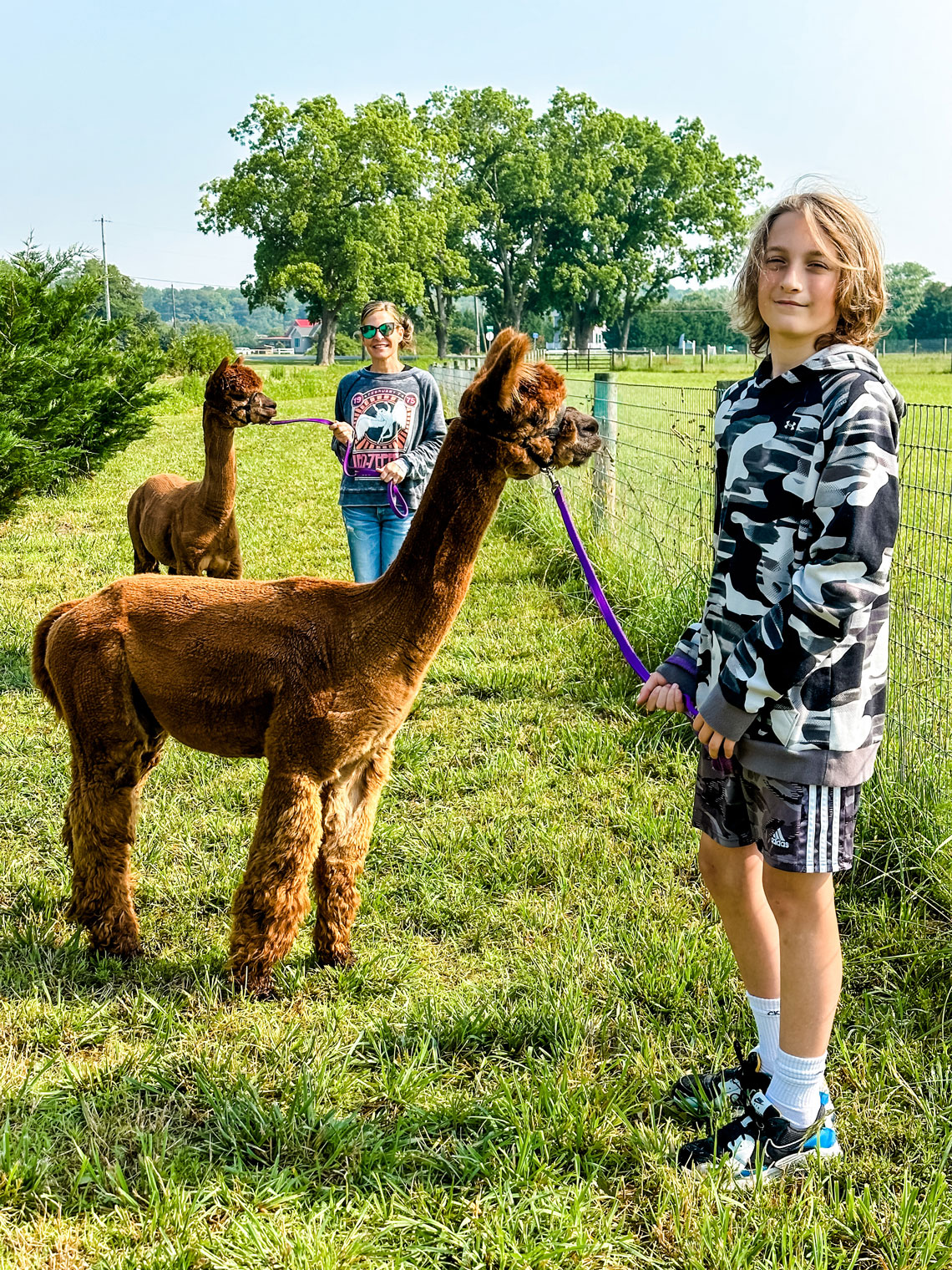 alpaca walk tour family fun