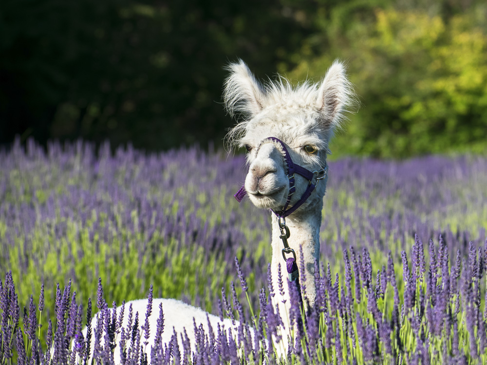 Aurora in a lavender field