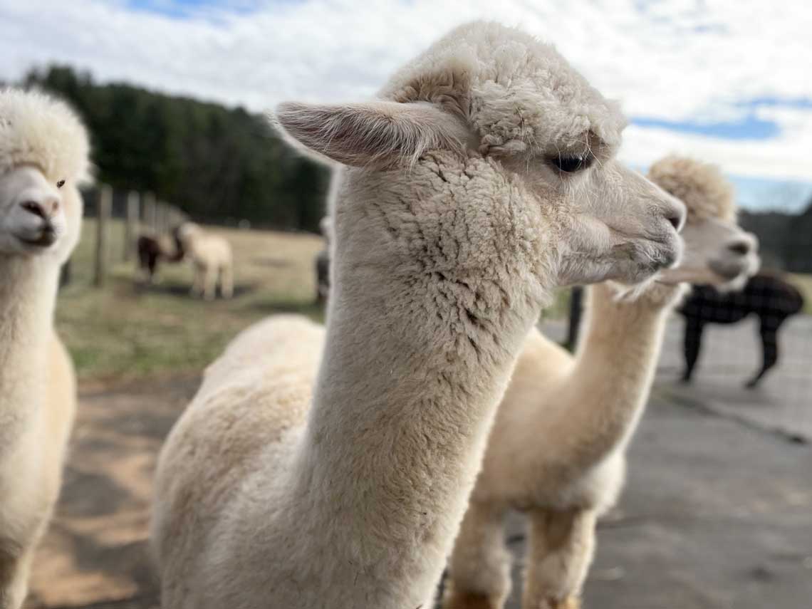 Alise at Glendale Ridge Farms