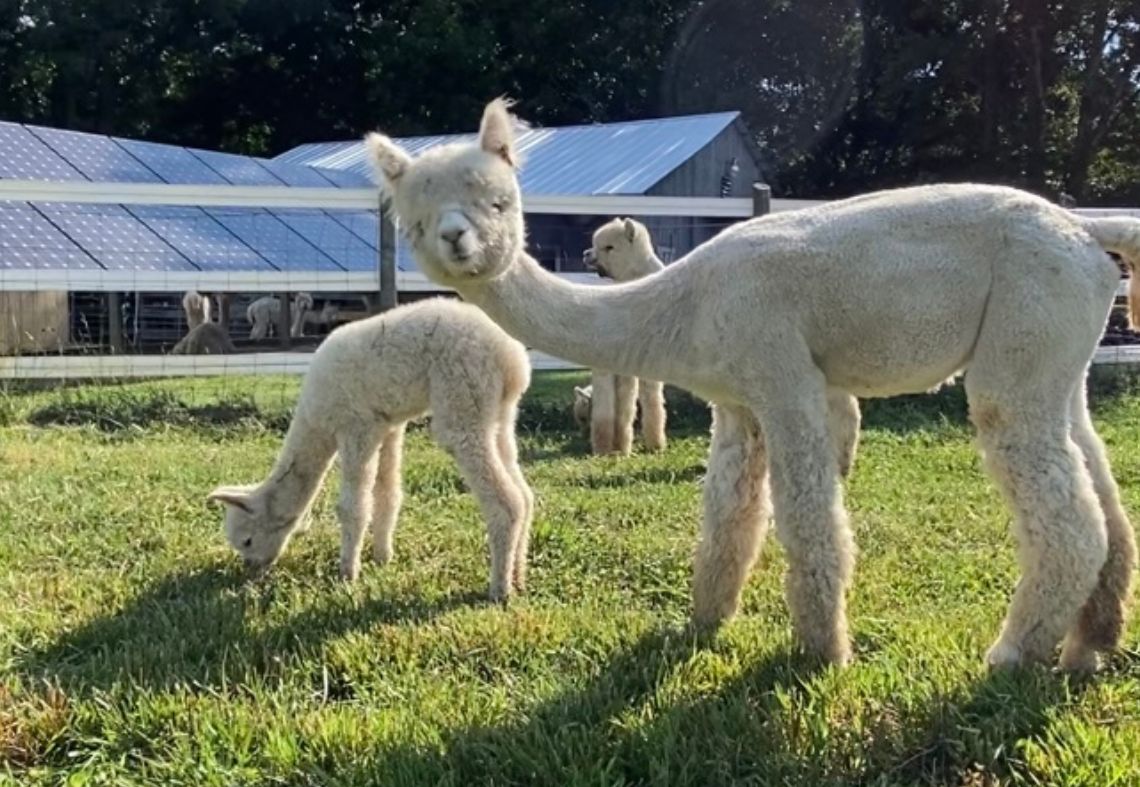 Membership Monday with Good Karma Ranch