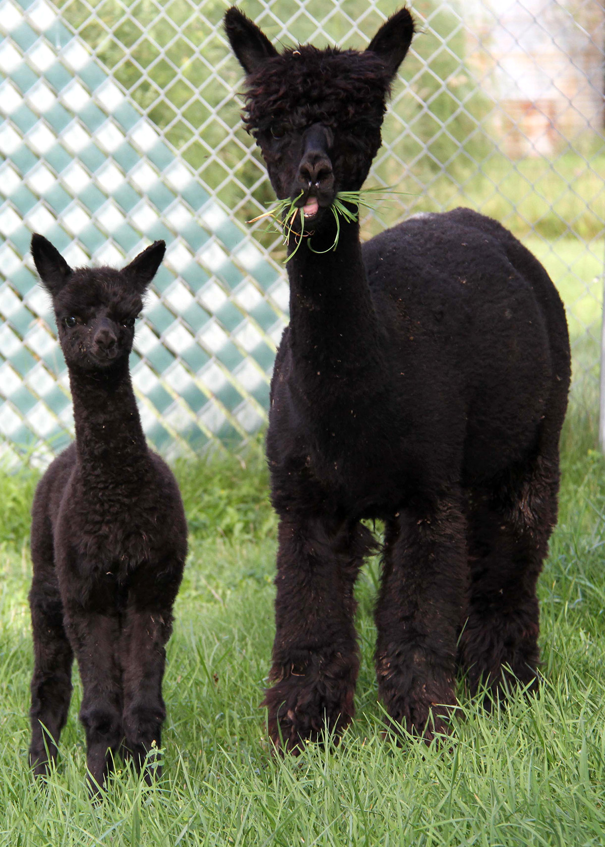 Greenbriar Farm Alpacas