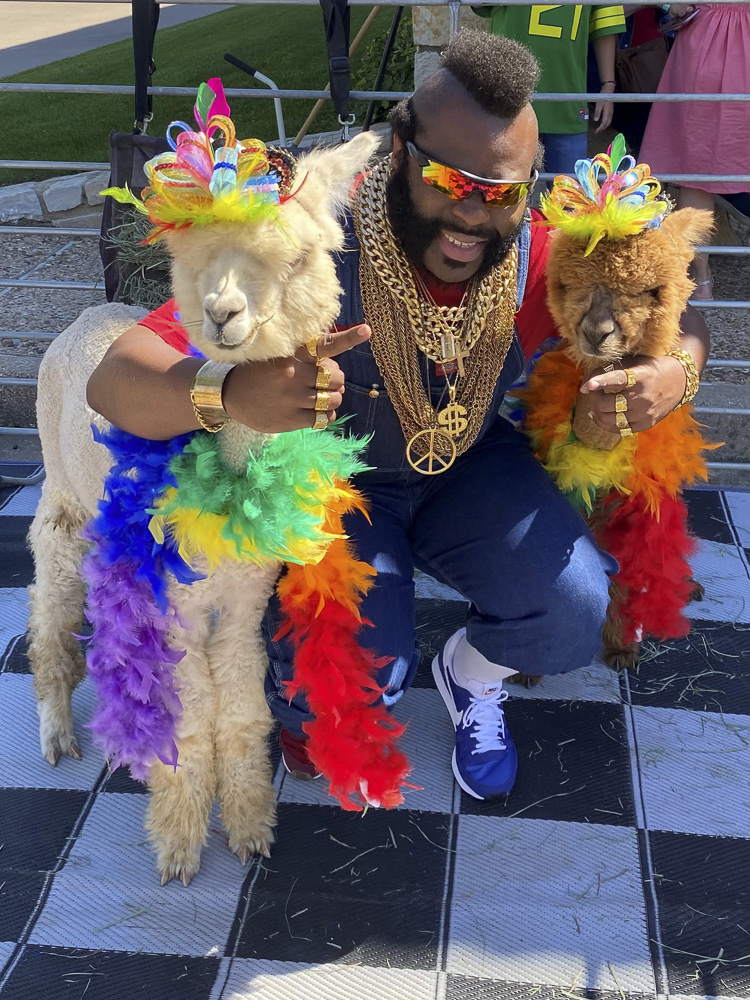 Mr. T Says: I pity the fool who messes with alpacas!
