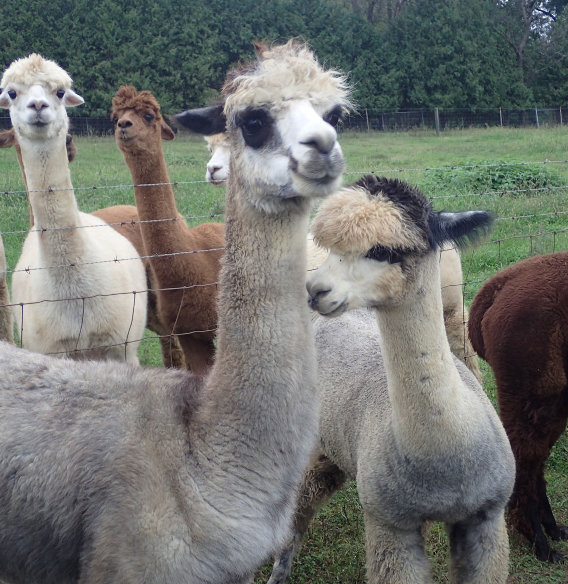 Chelsea and her Mom at Happy Hummers Alpacas