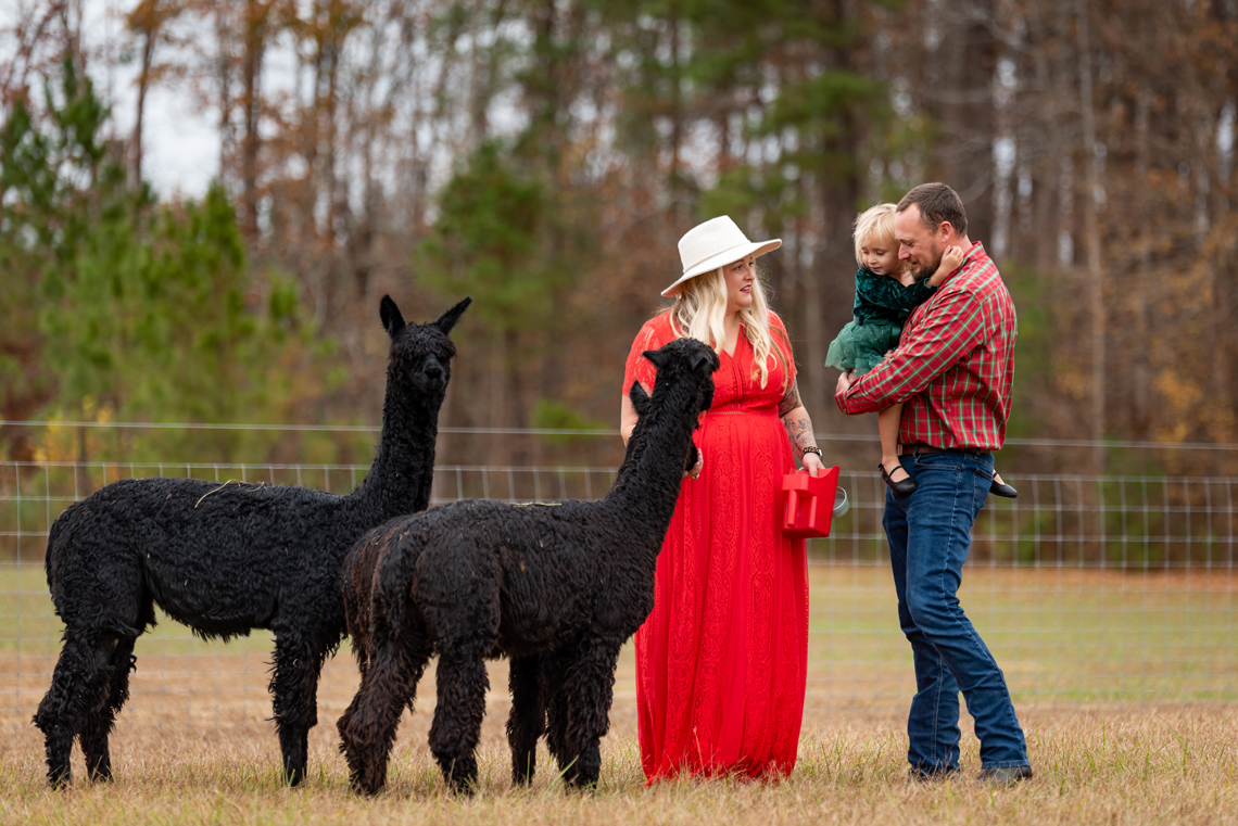 Alpaca Family