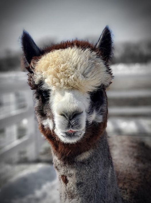 Bring Virtual Visitors to Your Farm!