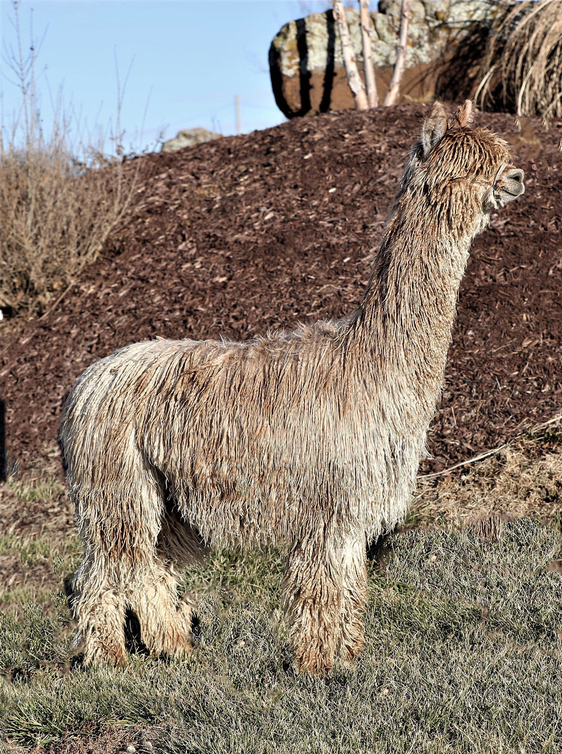 Healing Springs Suris