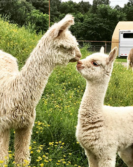 Healing Springs Suris Logo