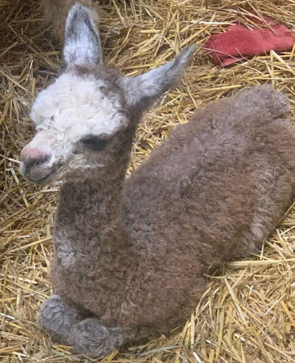 Spring Alpaca Farm Day and Farm Store Celebration