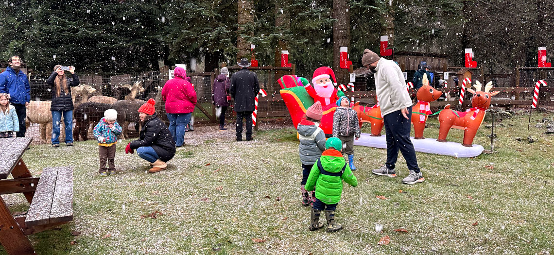 Holiday visit with alpacas at Cedar Creek Alpacas