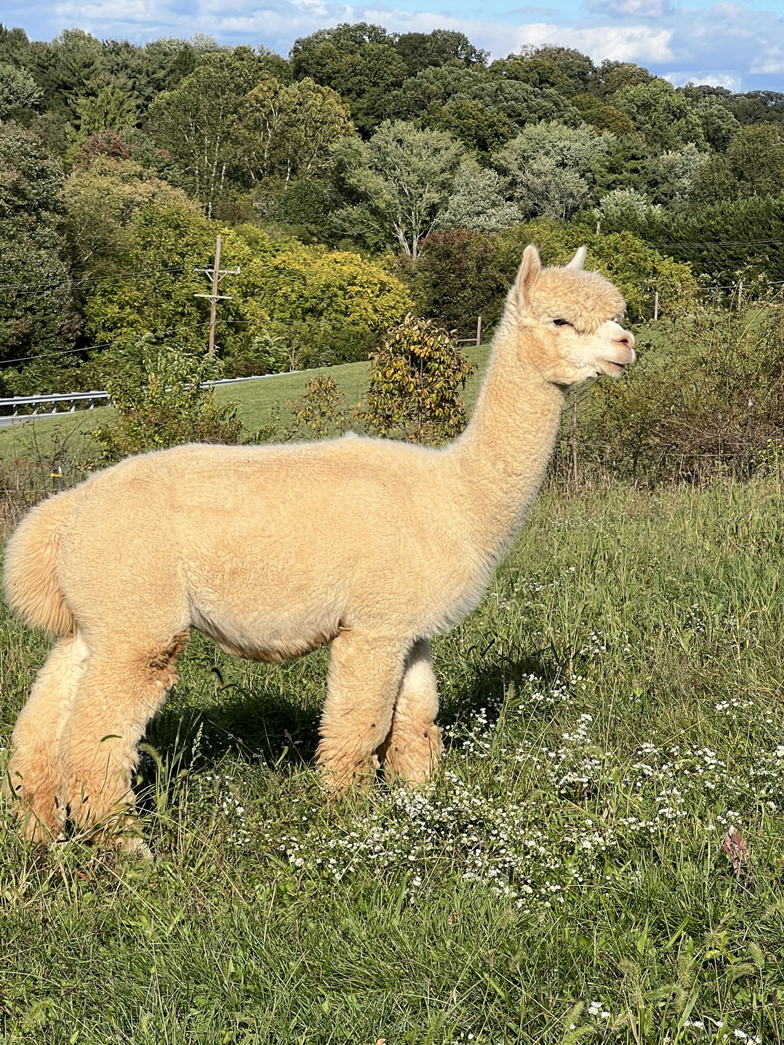 Our herdsire, FDA Bold Ruler’s Somethingroyal. He also competes in performance!