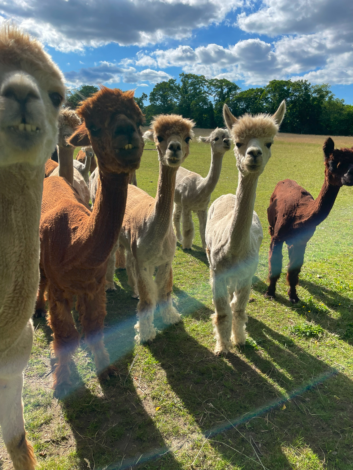 A Group of Different Colored Alpacas Surrounding the Camera