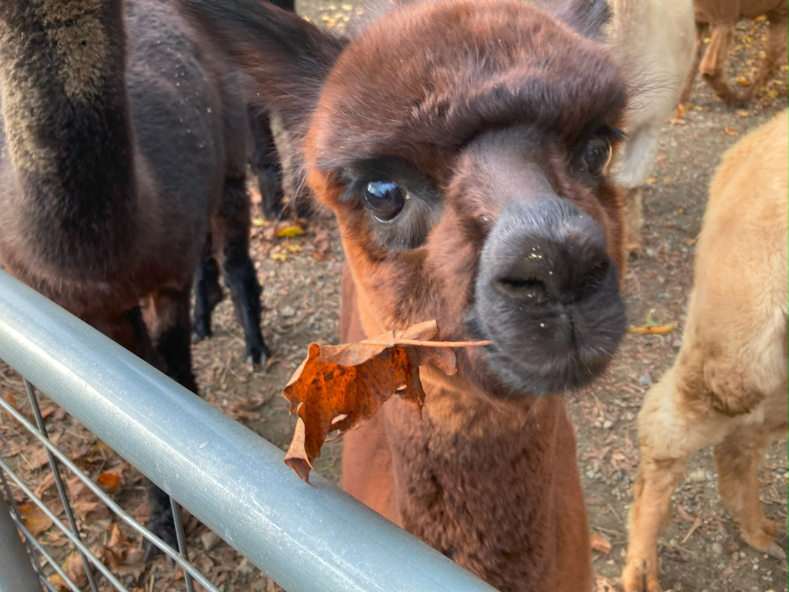 Cute Brown Alpaca with a Colorful Leaf in its Mouth