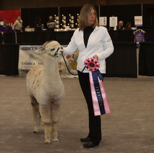 2025 CABA Classic and Alpaca Western Extravaganza Halter and Walking Fleece Shows