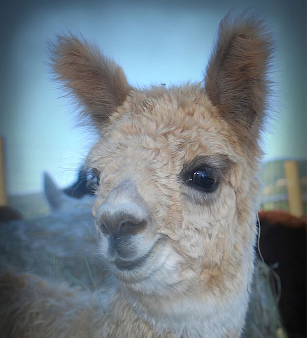 Fluffy Alpaca Looking at the Camera