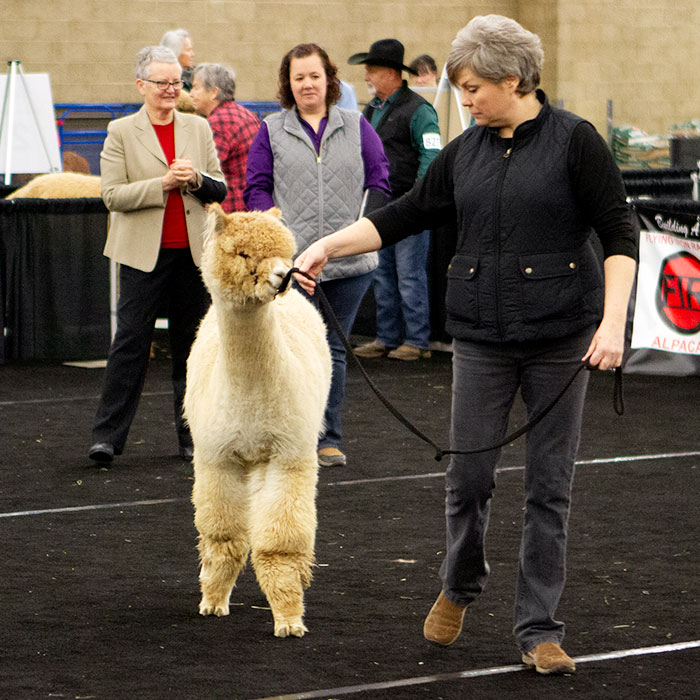 huacaya in show ring