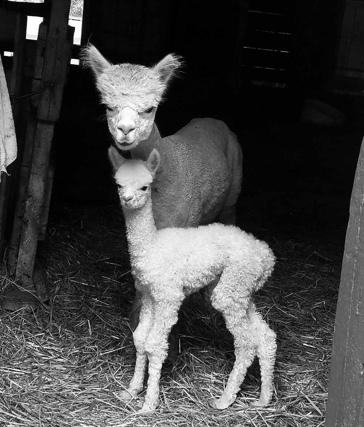 Irish Meadows Alpaca Farm