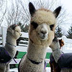 Junior • Alpacas and the Seasons