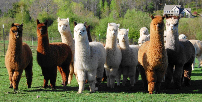 Kendall Creek Farms Alpacas