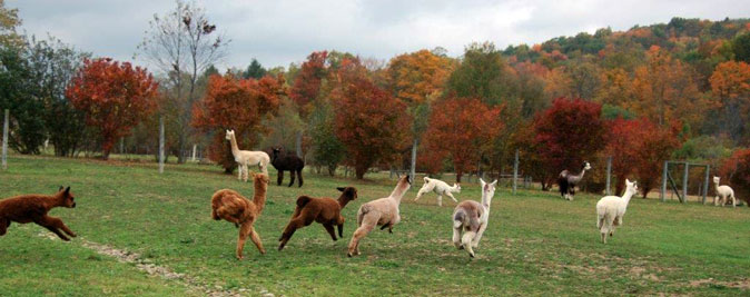 Kendall Creek Farms Alpacas