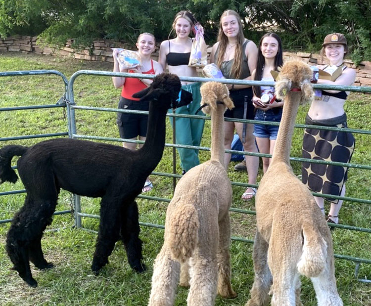 kids and alpacas