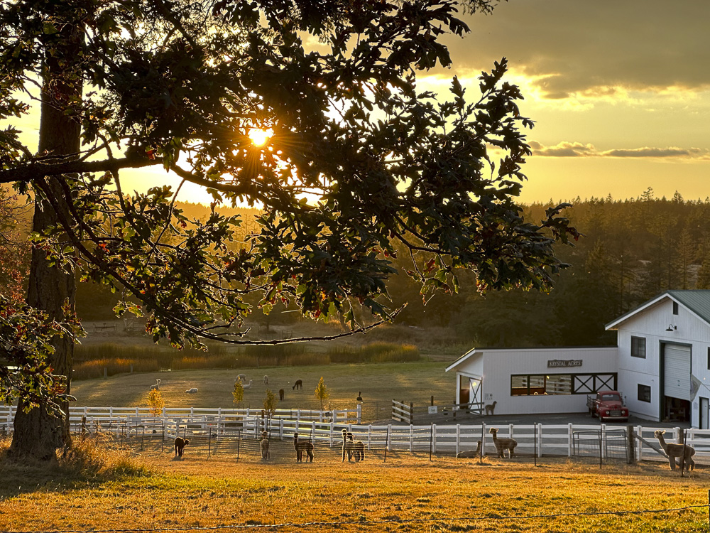 Sunset at Krystal Acres