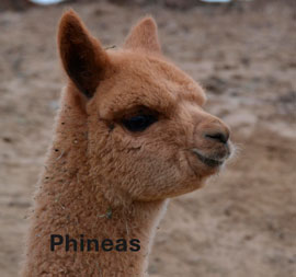 LaZyB Acres Inc. Logo