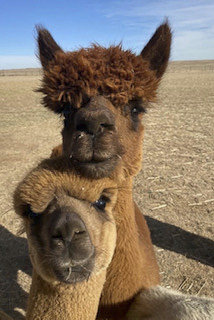 Do you have any grain?