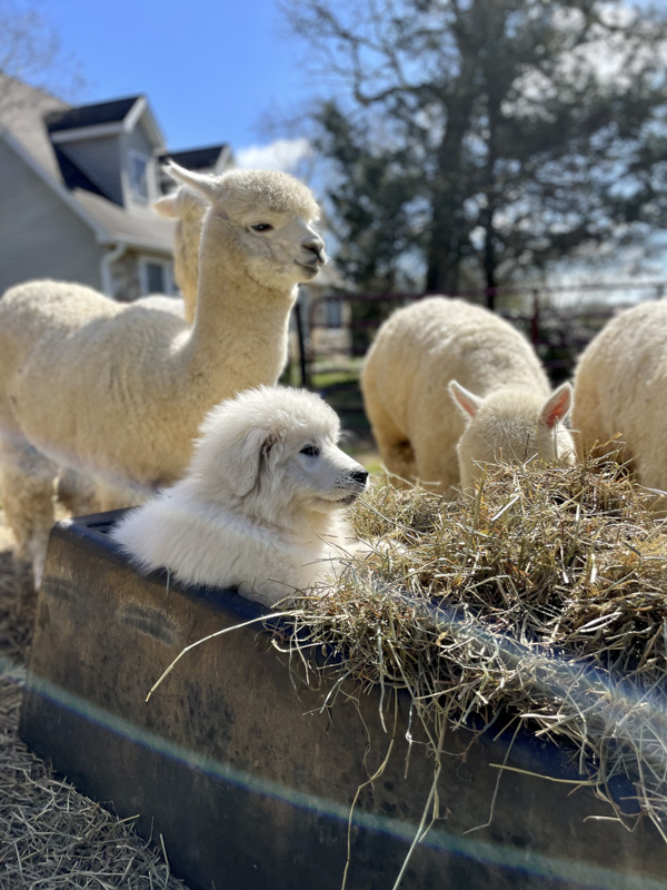 Just one of the alpaca...