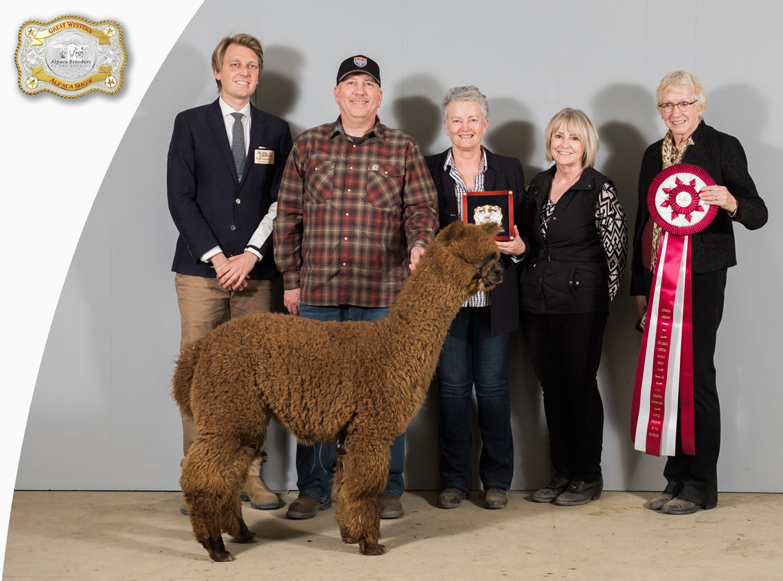Prize winning Alpaca at GWAS