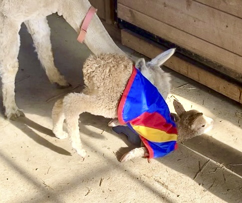The alpaca version of downward dog
