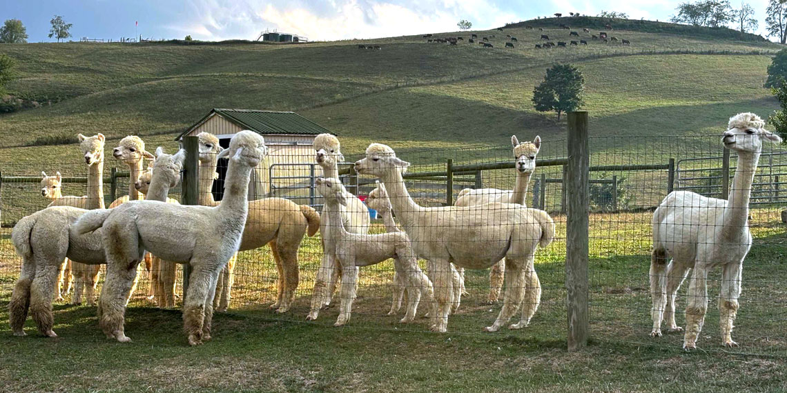 white and beige alpacas in the pasture at Lippencott Alpacas
