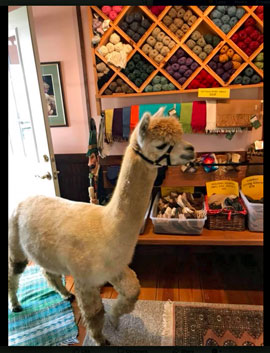 Lippencott Alpacas Logo