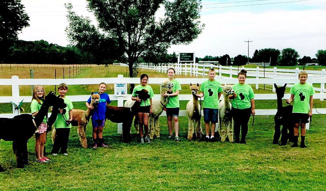 youth posing with alpacas at LondonDairy Alpacas