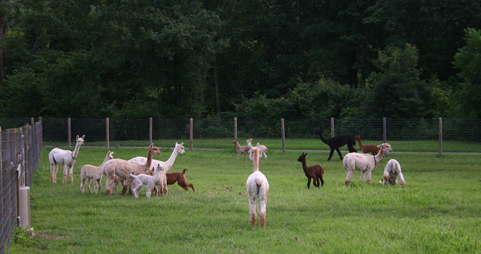 Long Hollow Suri Alpacas