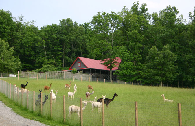 Long Hollow Suri Alpacas