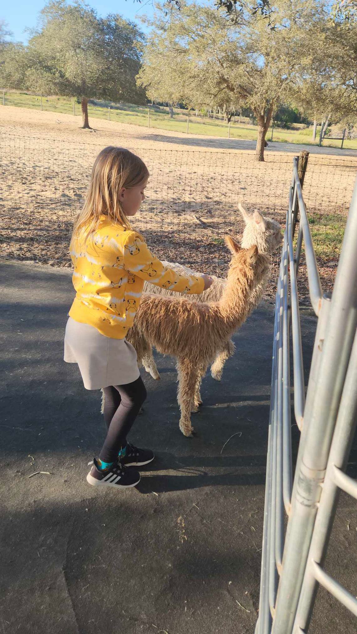 Inside-the-pen Farm Tours