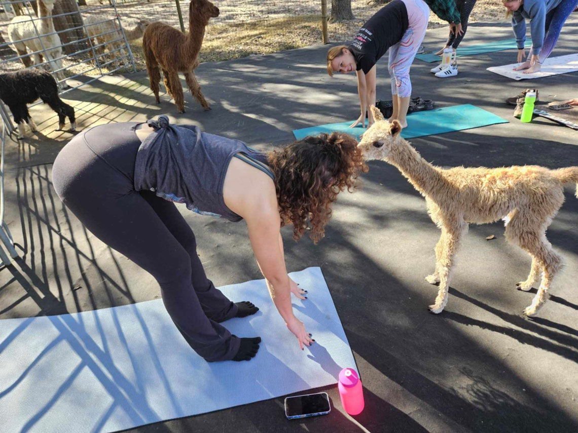 Alpaca Yoga Experience