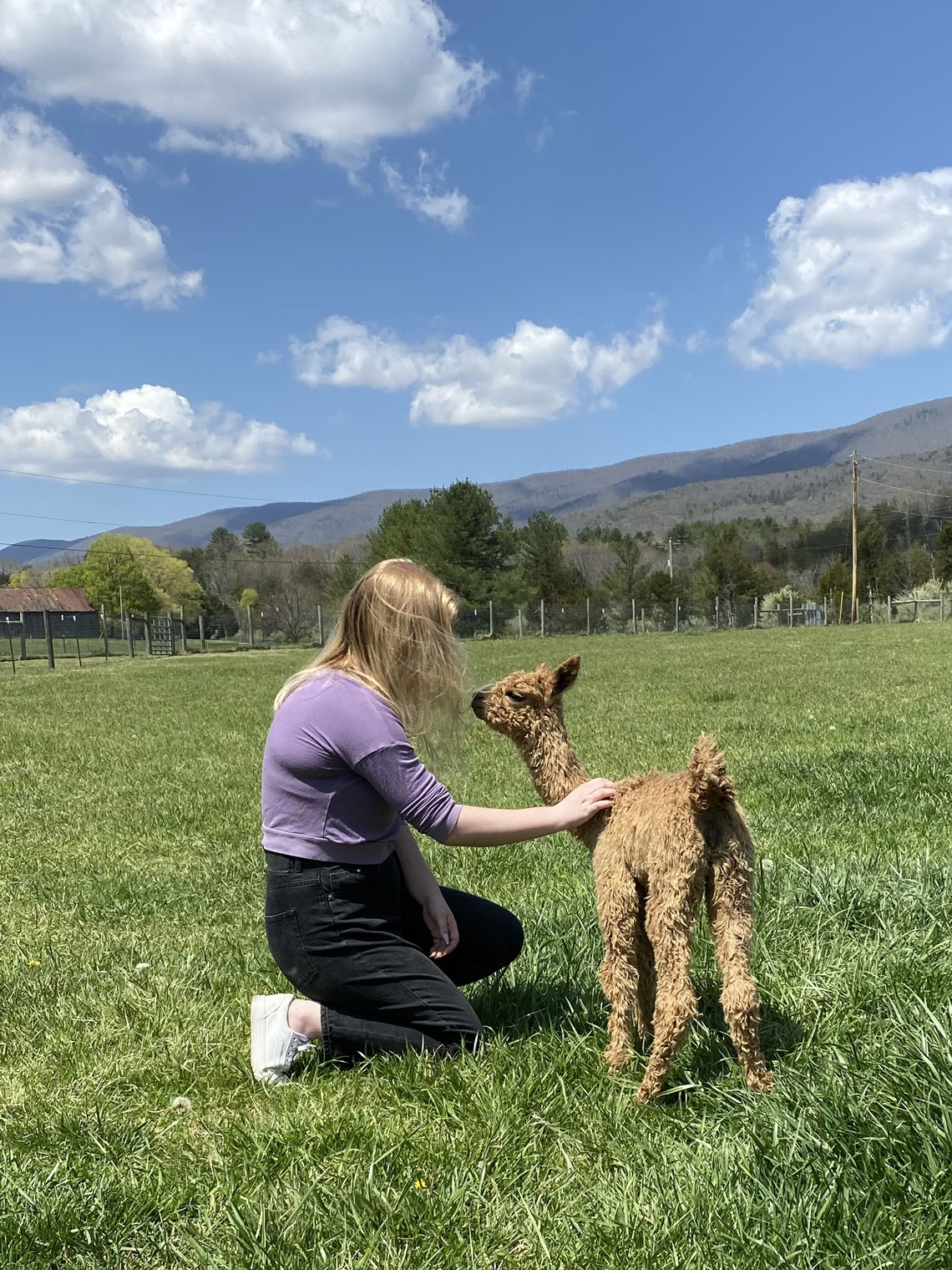 a spring cria at Man in the Moon Farm